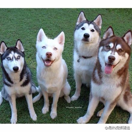 这是四只叫做akira, blaze, shiloh, phènix的哈士奇犬兄弟,每天形影