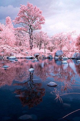 粉色桃花唯美风景手机图片