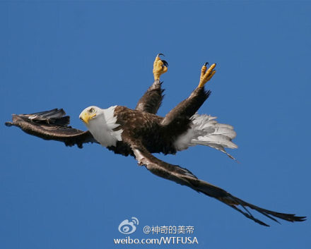 鹰击长空,振翅翱翔,那是多么英武的生物