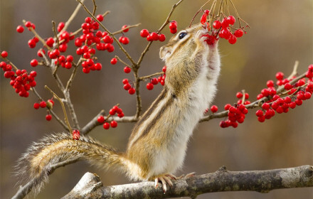 可爱的小松鼠。拍摄于吉林省长白山风景区