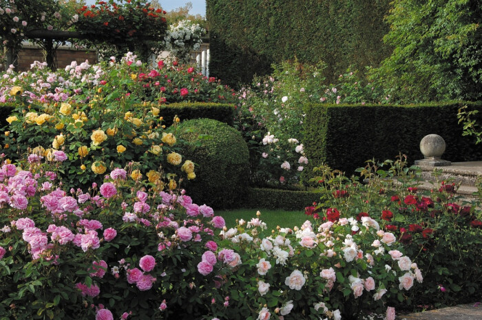 david austin english rose gardens