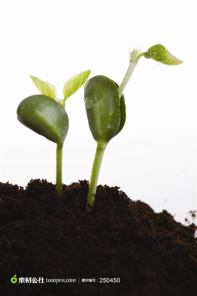 幼苗新芽-高清特写植物嫩芽儿高清摄影图片素材