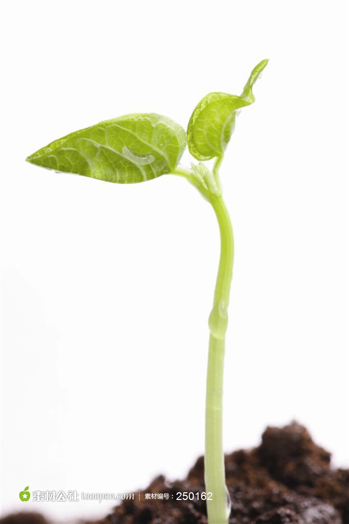 幼苗新芽-正在发芽的植物种子高清摄影图片素材