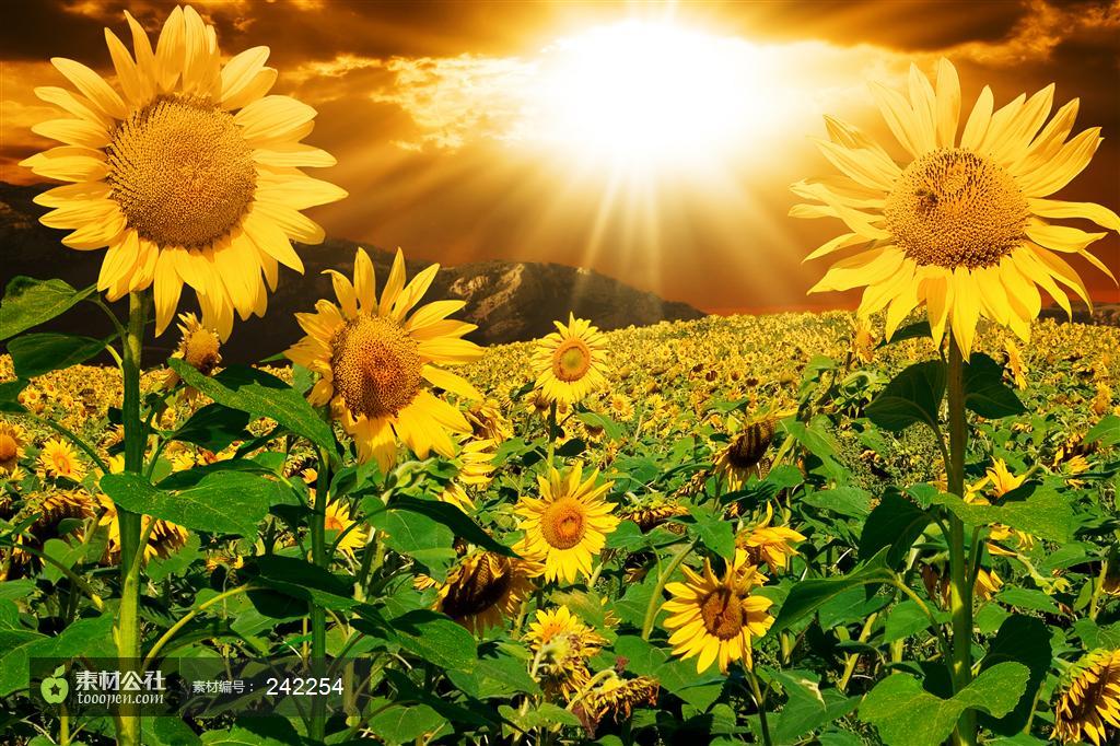 阳光下向日葵花丛摄影背景桌面壁纸图片素材