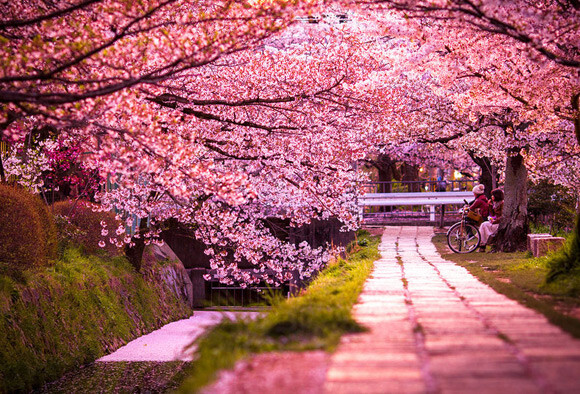 最美丽的樱花 樱花树下浪漫之约
