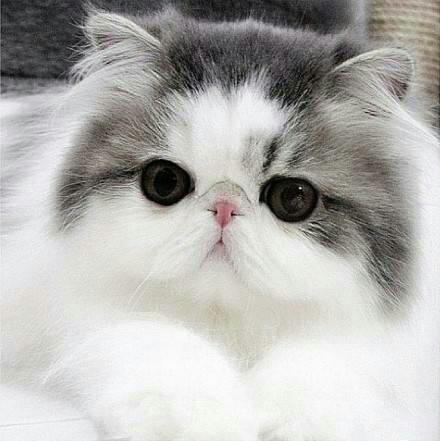 萌猫,有喜欢的么?圆脸最可爱~(转)