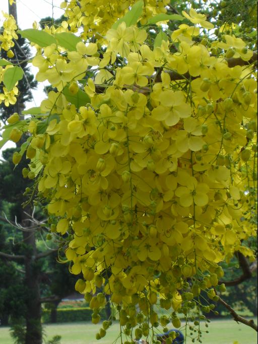 阿勃勒(学名:cassia fistula),属苏木亚科,该属植物全世界约有250种