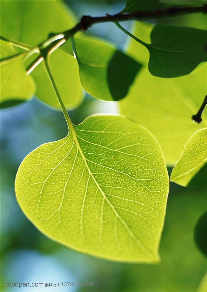 树木树叶-阳光照耀下的苹果型树叶特写高清摄影图片素材