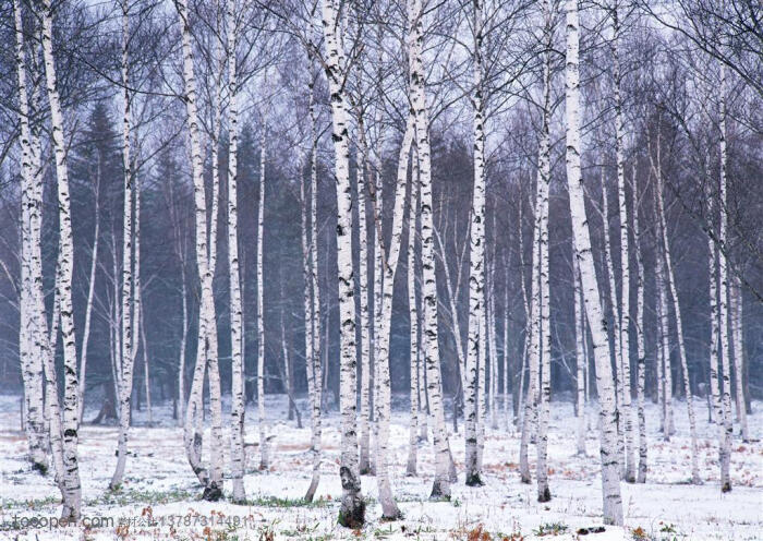 树林树木-雪地里的一片白桦林高清桌面图片素材