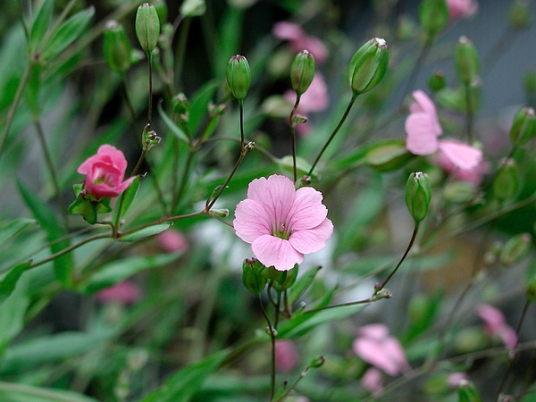 【石竹科】麦蓝菜,石竹科麦蓝菜属一年生草本植物,其种子是中药"王不