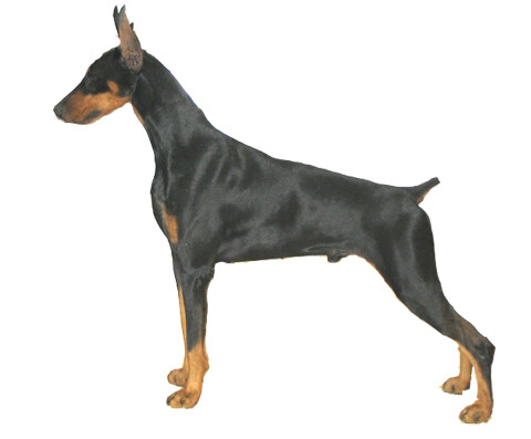 由德国人路易斯多伯曼于1890年培育而成,该犬由德国杜宾犬,法国狼犬