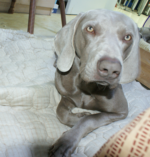 威玛猎犬(weimaraner)又称威玛犬,德国魏玛犬,魏玛