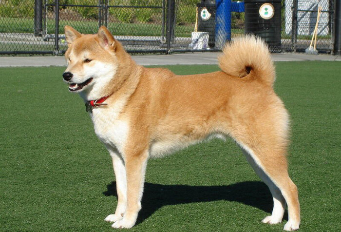 秋田犬是日本国犬,它的祖先,被称呼为山地…-堆