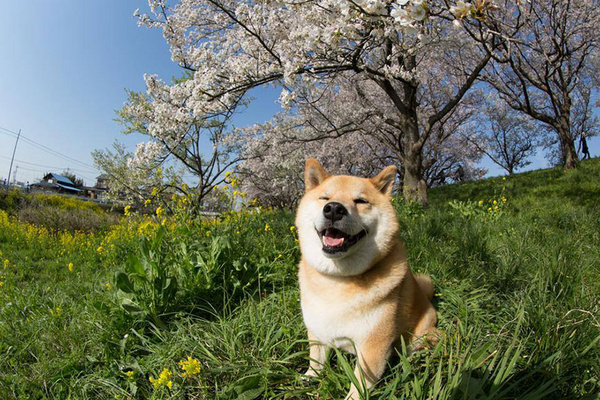 maru酱是一只7岁的日本柴犬,他看起来就像是世界上最幸福的狗狗,因为