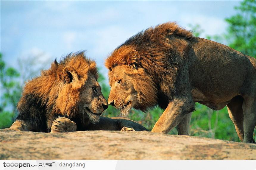 亲密的两只狮子