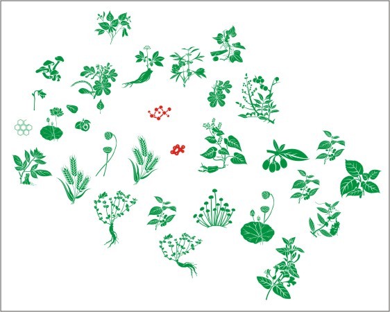 手绘中草药矢量素材