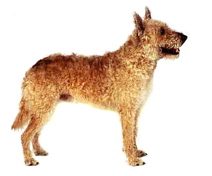 犬( groenendael又称为chien de berger),格罗安达犬,格罗尼达尔犬