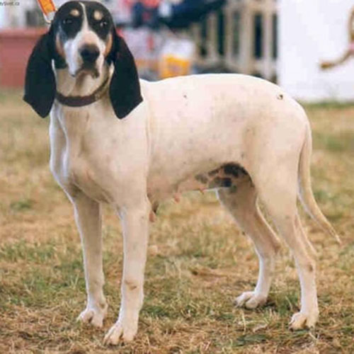 阿里埃日犬,该犬属于群猎犬,出生地是法国南部的阿里埃日地区.