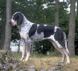 大型加斯科尼猎犬.