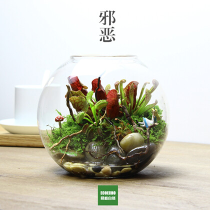 苔藓微景观 生态瓶 ecoecho 创意绿植礼品 食虫植物雨林缸