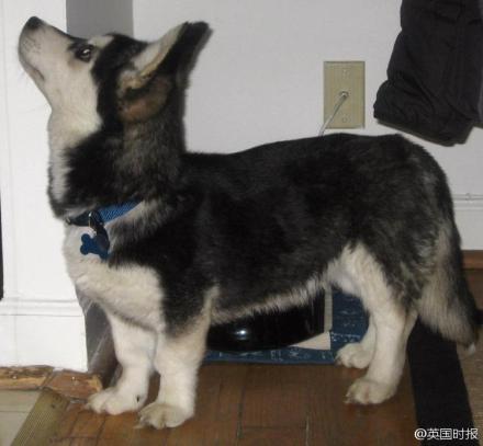哈士奇(husky) 和柯基( corgi) 的混血,又叫horgi或siborgi,会兼有