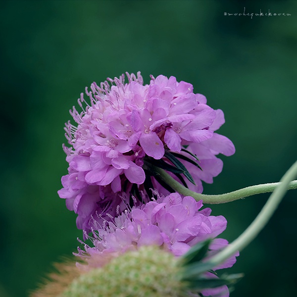 松虫草(scabiosa atropurpurea)