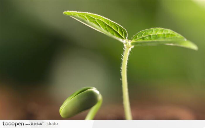 茁壮成长的芽苗