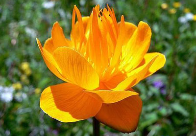 小小麋鹿【花语字典】nasturtium(tropaeolum majus)金莲花.