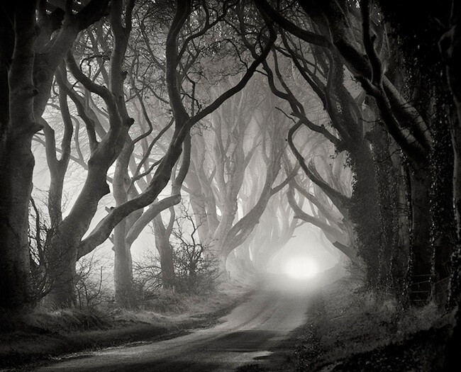 『世界风情』:爱尔兰黑暗树篱-堆糖,美好生活研究所