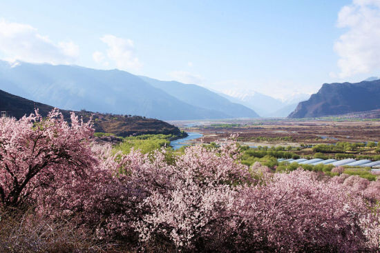 西藏林芝桃花村—寻访最美春天