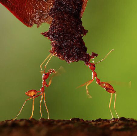 两只蚂蚁正在争抢一块食物.