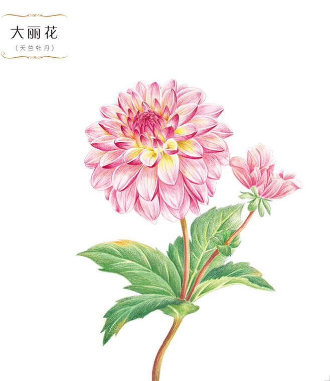 花绘 插画 手绘 小清新 色铅笔 植物.