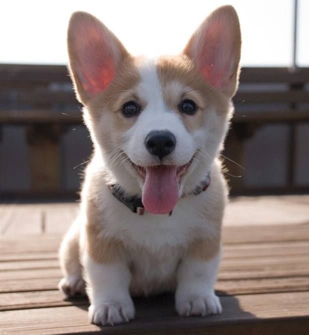 corgi puppy!