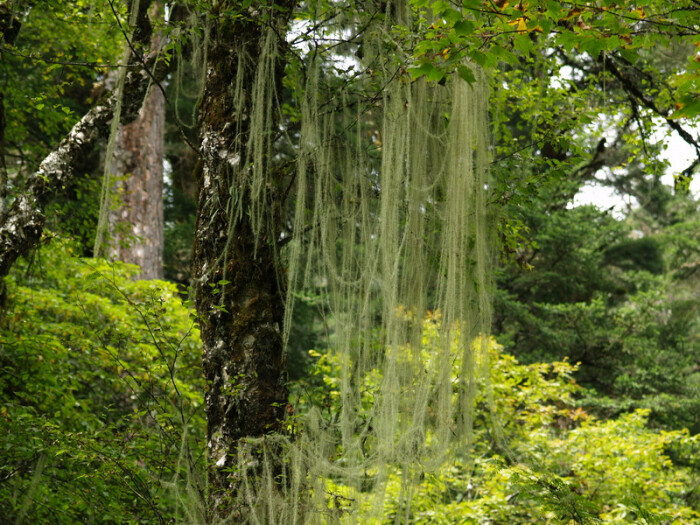 枝状地衣