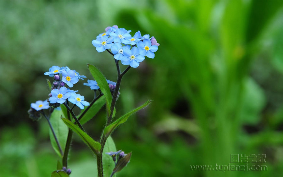 勿忘我花图片__花卉图片_图片之家摄影