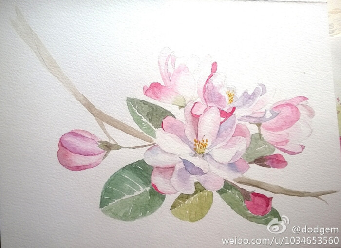 海棠花 