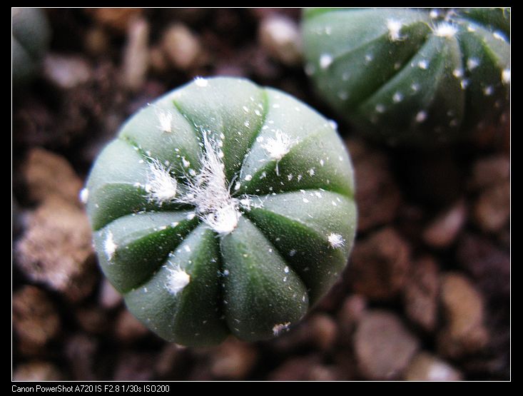 散斑兜锦(实生)仙人掌科星球属 多肉植物 仙人球 仙人掌 处理价