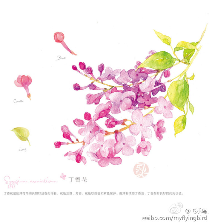 飞乐鸟[彩铅]丁香花