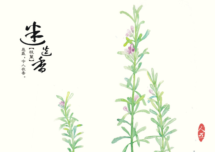 迷迭香 