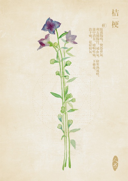 桔梗@远树含烟采集到本草集(124图)_花瓣