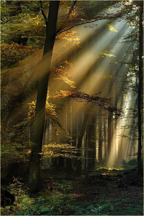 太阳光束,黑森林,德国 sun beam, the black forest, germany