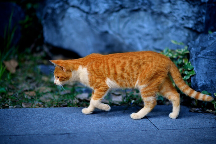 冷艳的猫 丁三郎__涂鸦王国