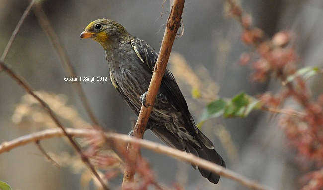 䴕形目 响蜜䴕科 响蜜䴕属 黄腰响蜜䴕雌鸟 yellow-rumped honeyguide