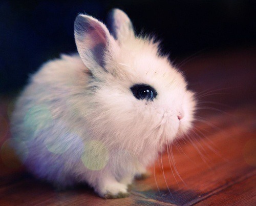 "我家养了一只活泼可爱的小白兔,因为它非常淘气,所以我们都叫它淘淘.