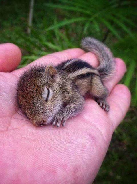 捧在手心里的小松鼠,人类与动物的亲密接触,永远和谐相处.