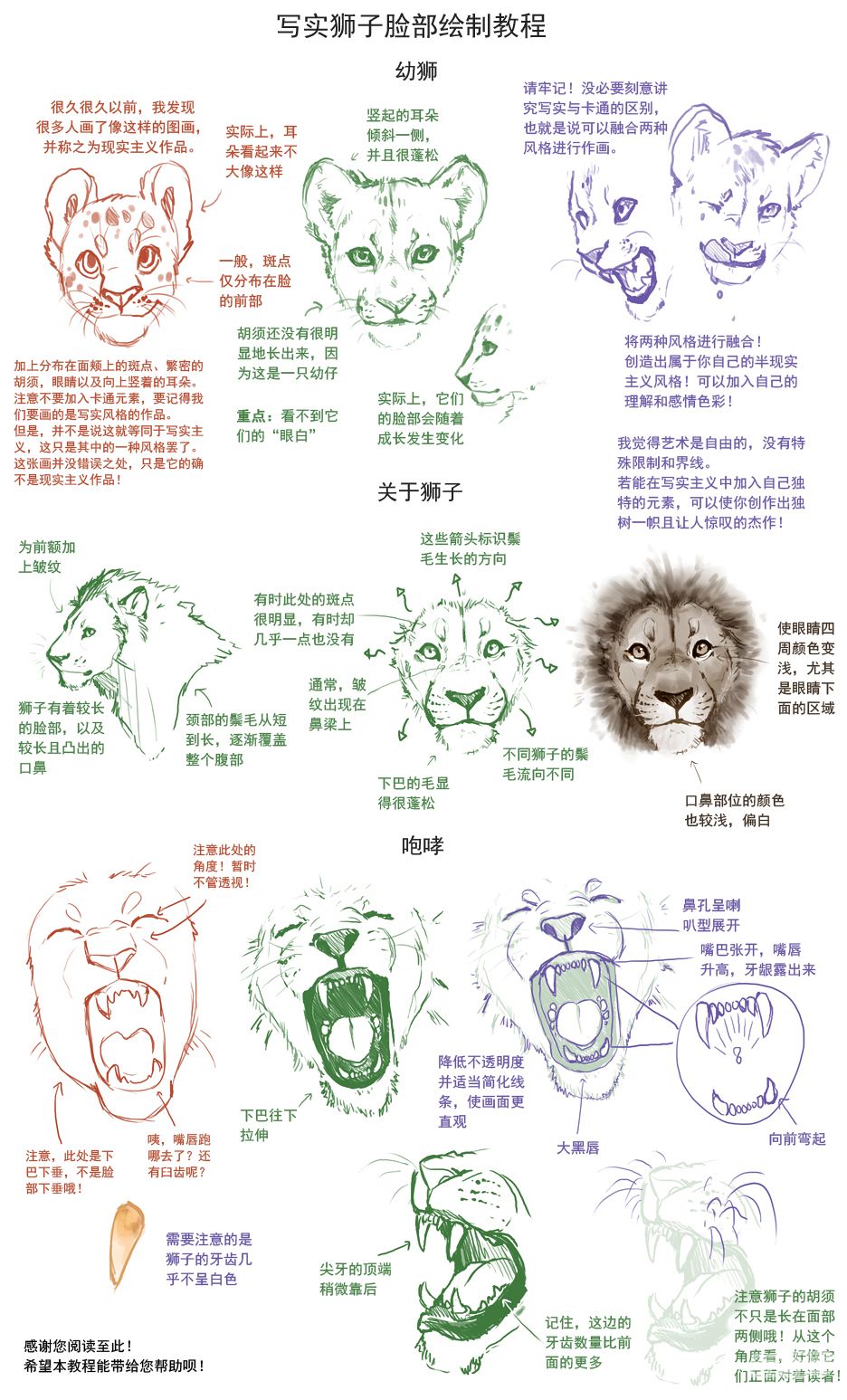 写实狮子脸部绘制教程,概括了从幼狮到成年狮的绘制要点.