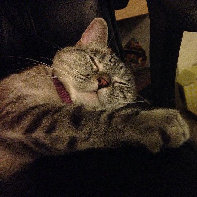 cat 微博:白糖bear 微信:baitangbear