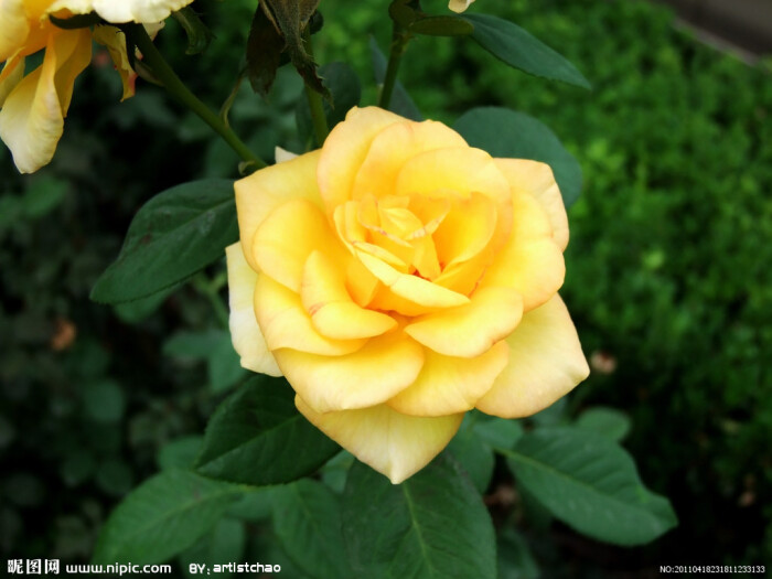 黄蔷薇花花语--永恒的微笑。 黄色的蔷薇…-堆