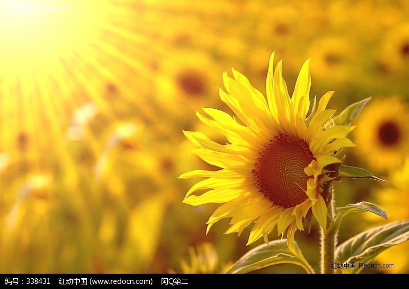太阳花向日葵花语——热情,激情,活力,隐藏的爱,沉默的爱,一直守望