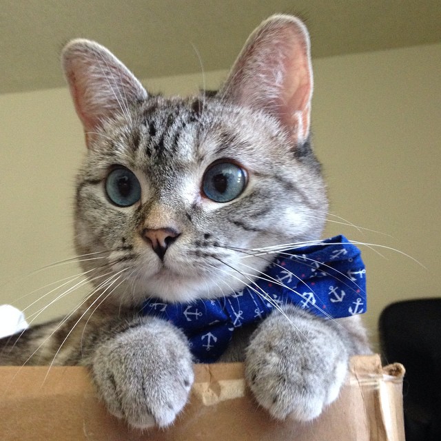 cat 微博:白糖bear 微信:baitangbear